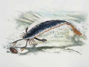 Pterygotus Hidup sezaman dengan ikan hiu purba. Ia memi